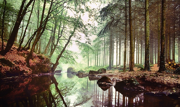 Bois de la perche_bis.jpg